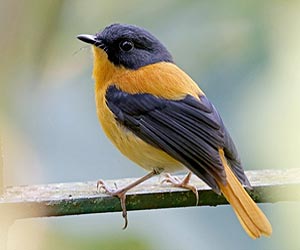 Black-and-orange-flycatcher-bird-at-laternstay Resort