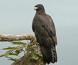 Black-eagle-exoticbird-at-laternstay Resort