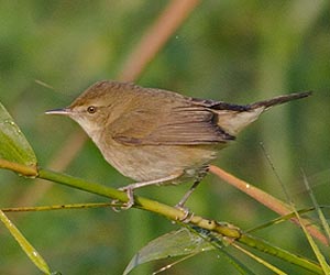 Blyths-reed-warbler-at-laternstay Resort