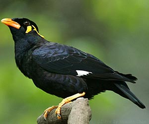 Common-hill-myna-at-laternstay Resort