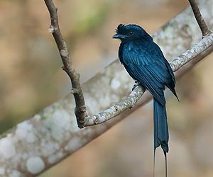 Greater-racket-tailed-drongo-bird-at-laternstay Resort