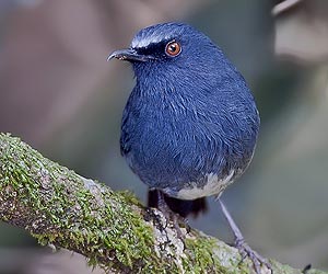 Nilgiri-blue-robin-bird-at-laternstay Resort
