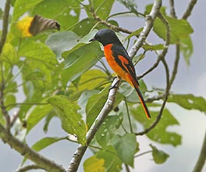 Orange-minivet-bird-at-laternstay Resort