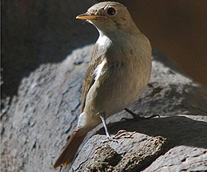 Rusty-tailed-flycatcher-bird-at-laternstay Resort