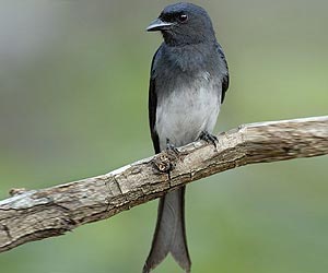 White-bellied-drongo-bird-at-laternstay Resort