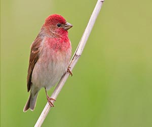 common-rosefinch-bird-at-laternstay Resort