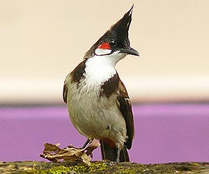 red-whiskered-bulbul-bird-at-laternstay Resort